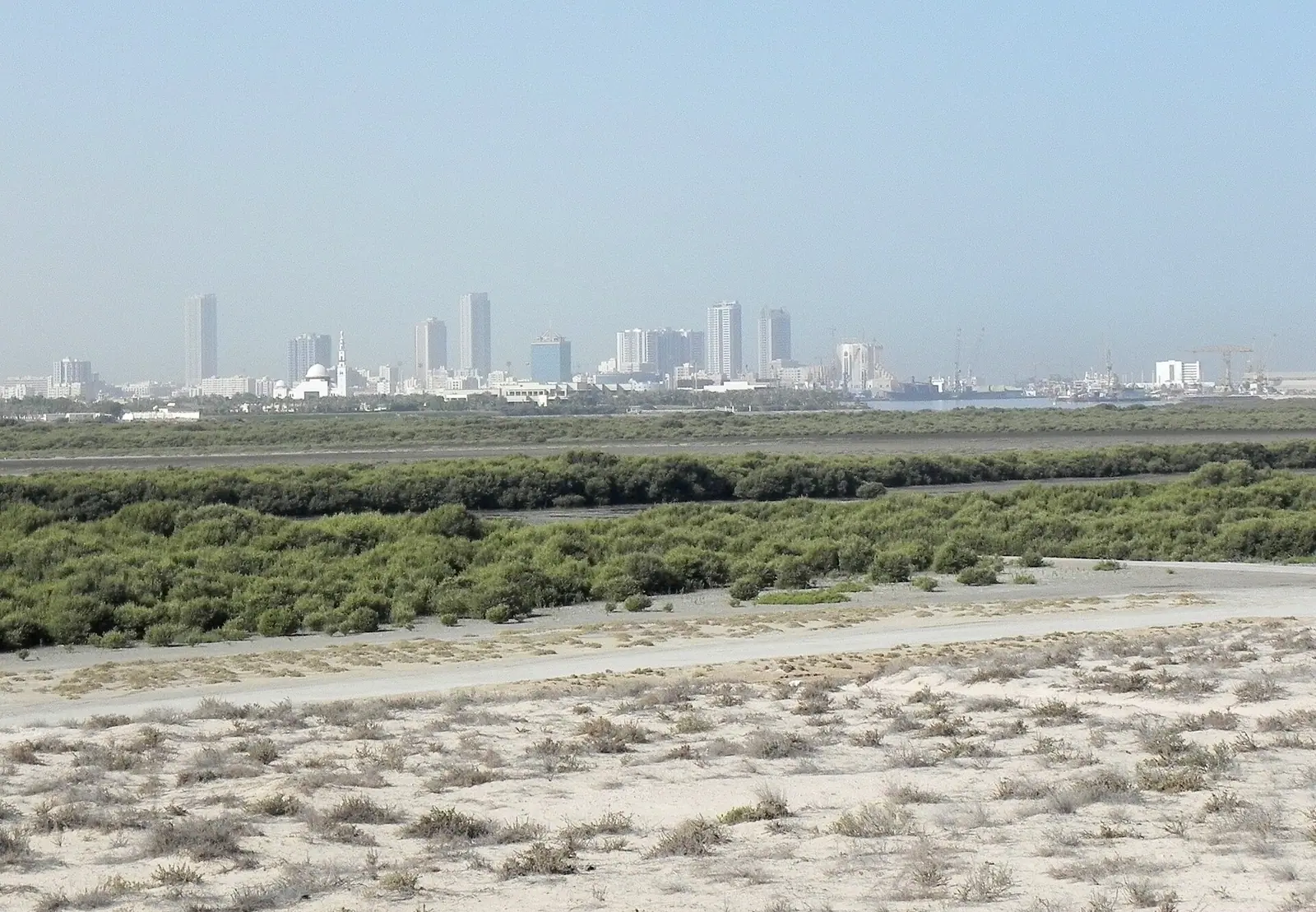 Mangroves in Umm Al Quwain